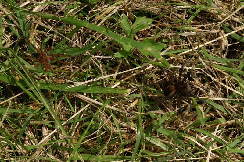 Dolomedes_plantarius_D5148_Z_89_Canal du Nivernais_Frankrijk.jpg